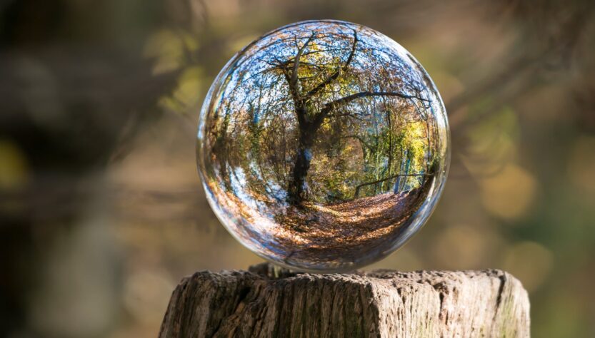 macro photography of tree